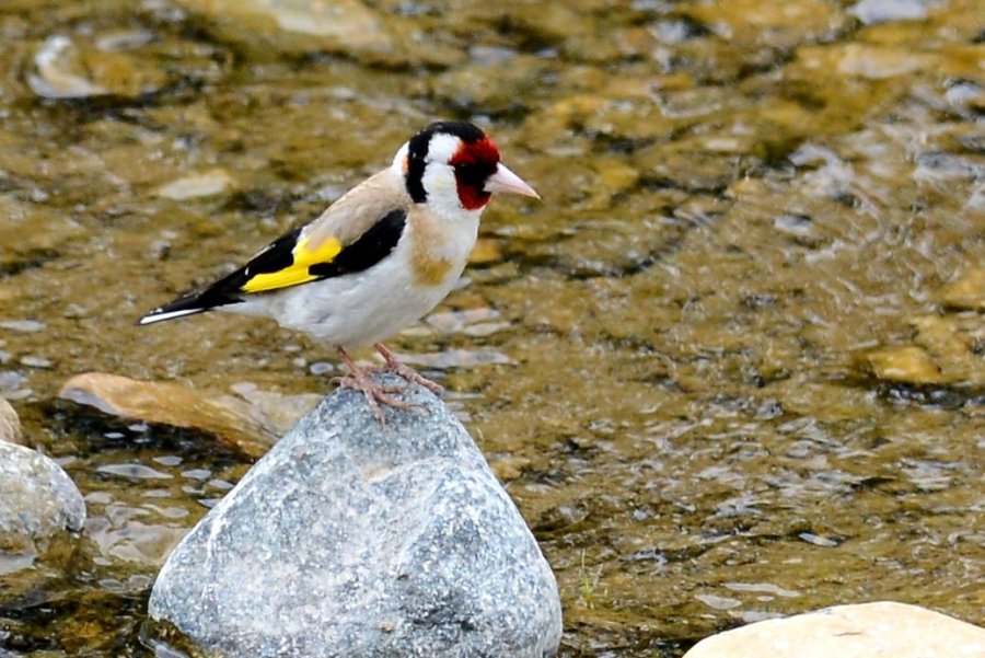 European Goldfinch