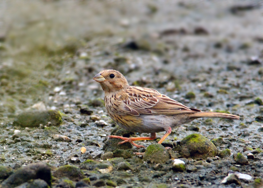 Corn Bunting