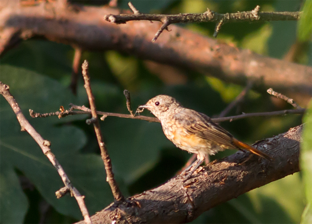 Common Redstart