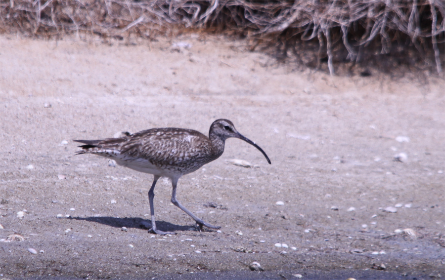 Eurasian Whimbrel