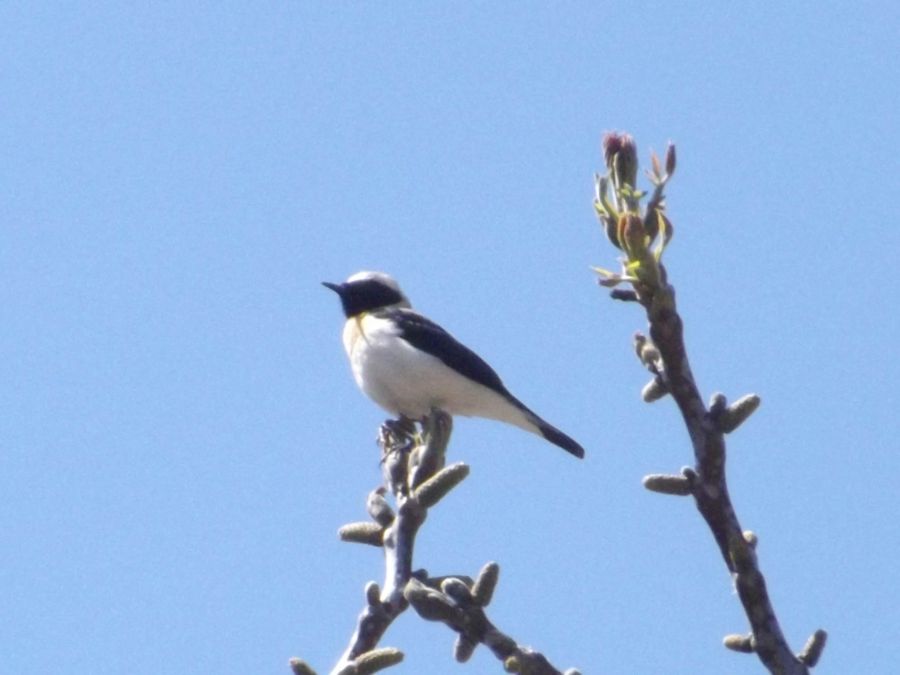 Black-eared Wheatear