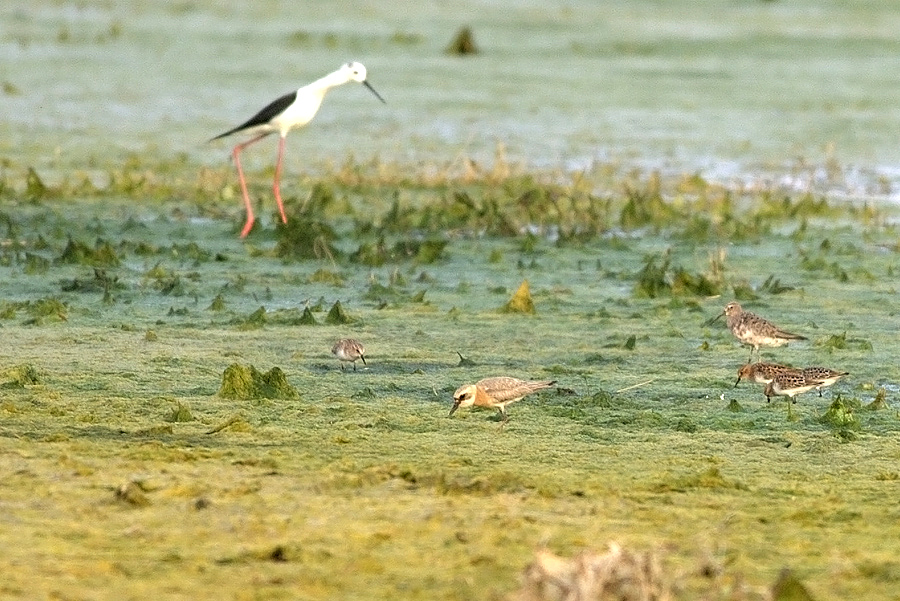 Greater Sand Plover