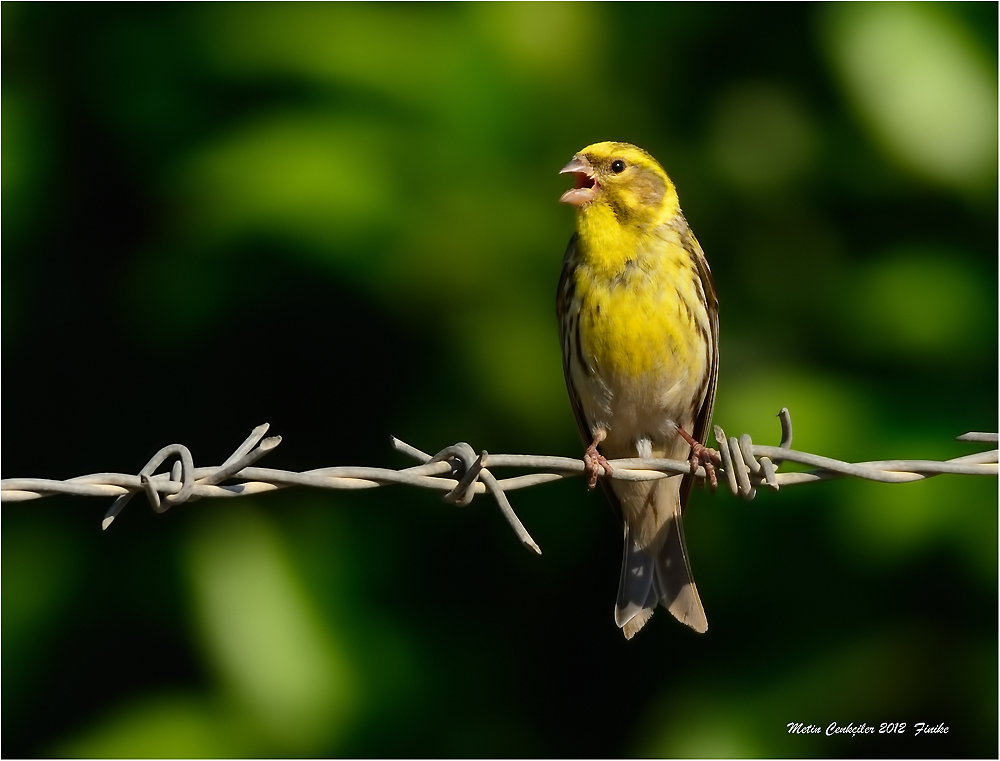 European Serin