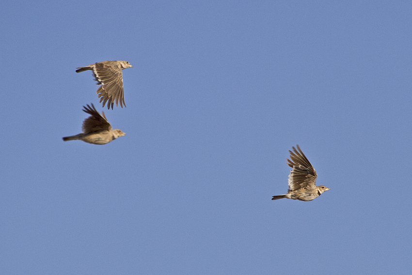 Calandra Lark