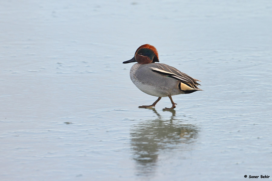 Eurasian Teal