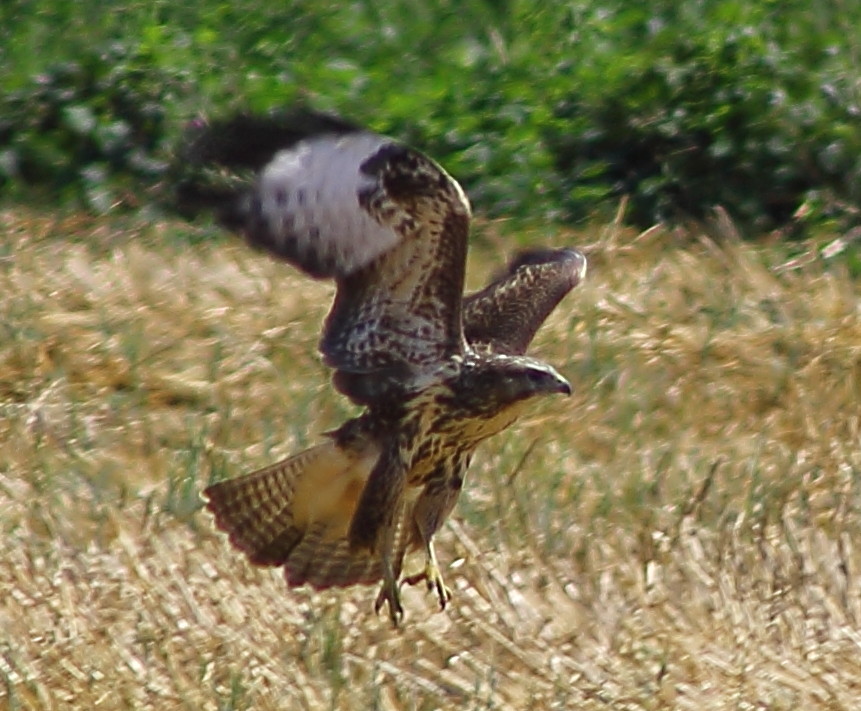 Common Buzzard