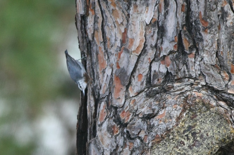 Krüper`s Nuthatch