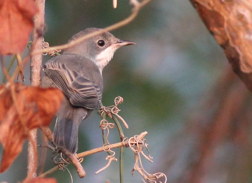 Common Whitethroat