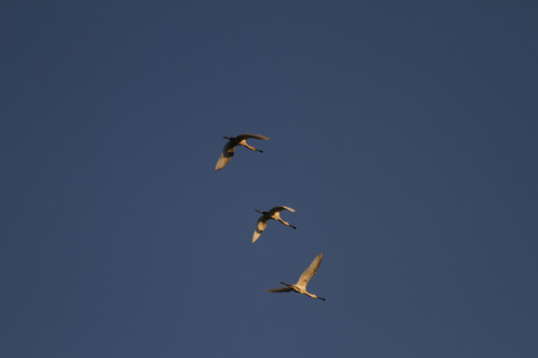 Eurasian Spoonbill