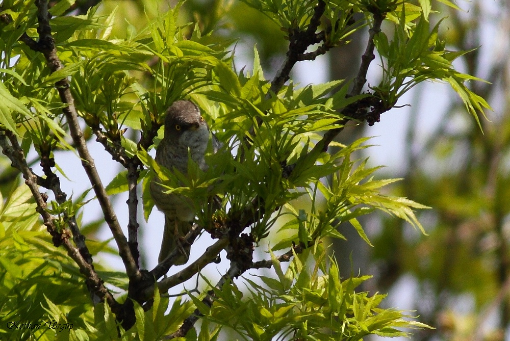 Barred Warbler
