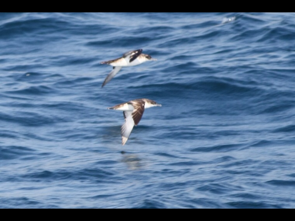 Yelkouan Shearwater
