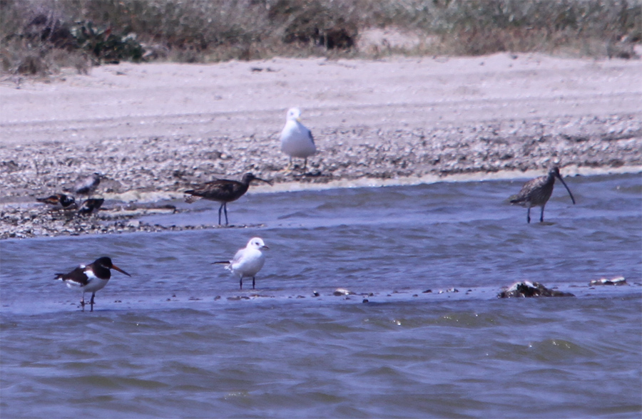 Eurasian Curlew