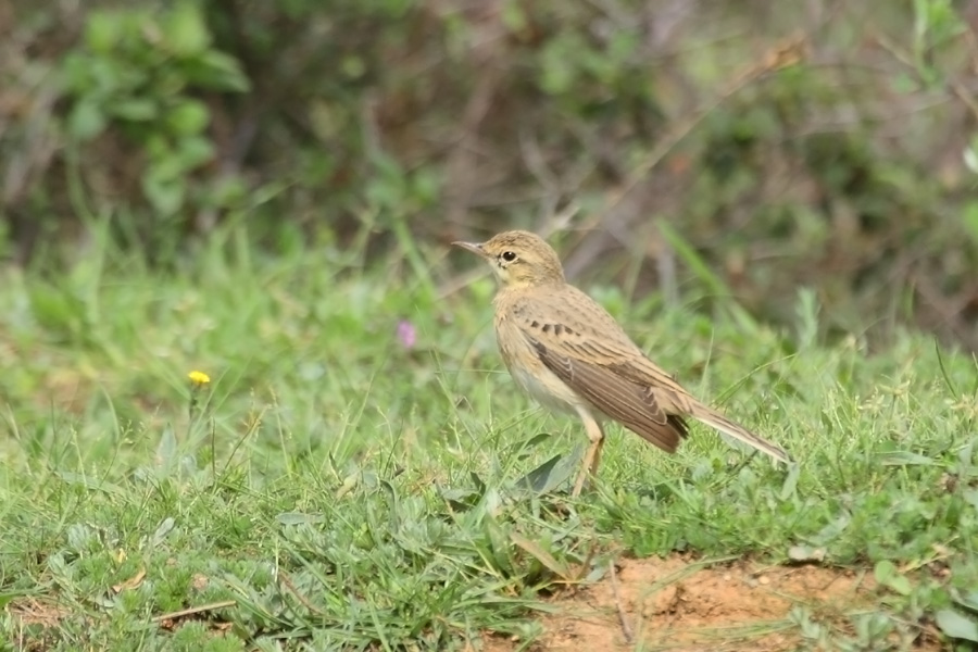 Tawny Pipit