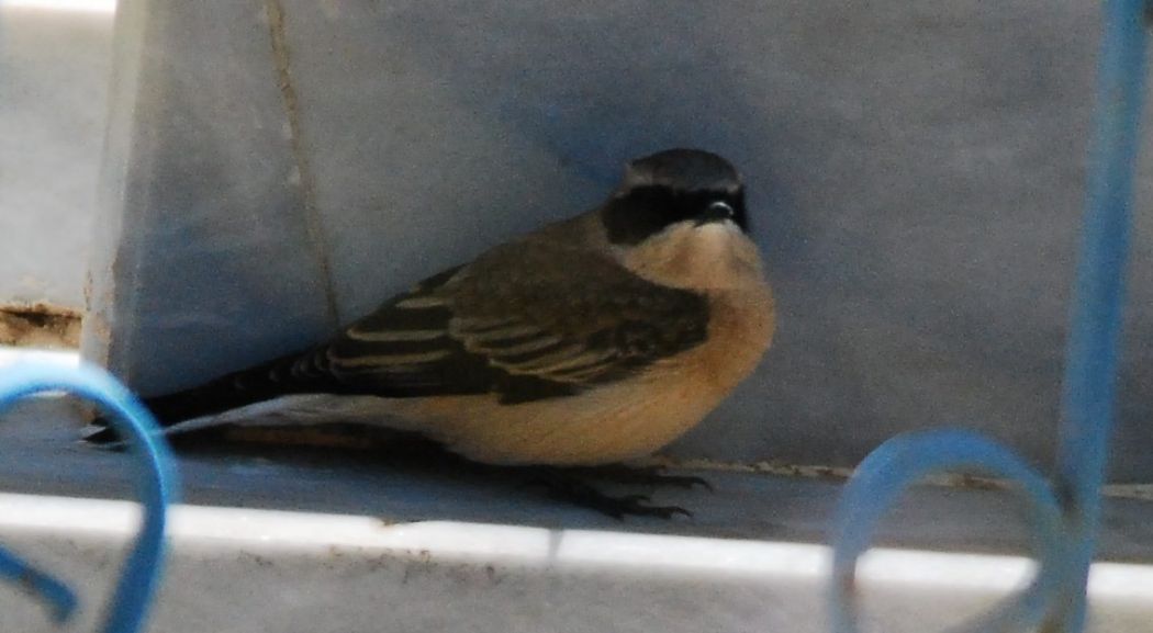 Black-eared Wheatear