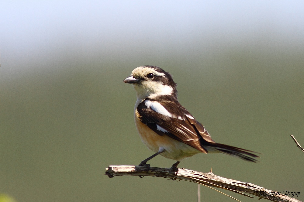 Masked Shrike