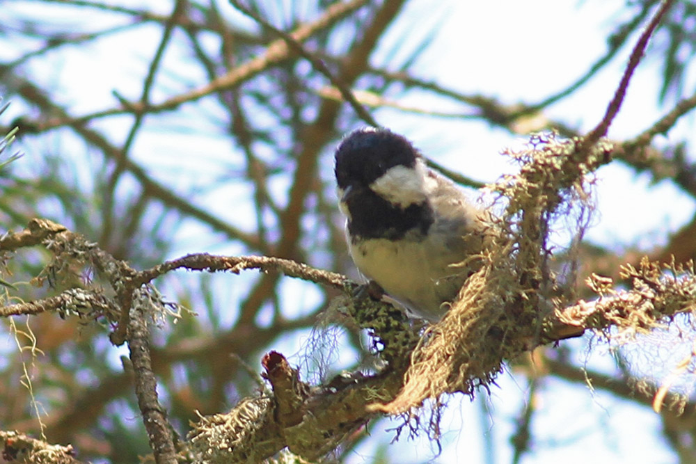 Coal Tit
