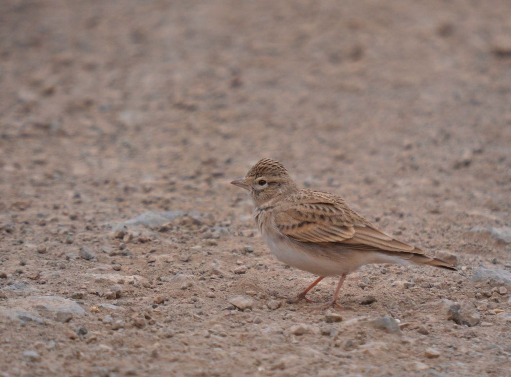 Greater Short-toed Lark