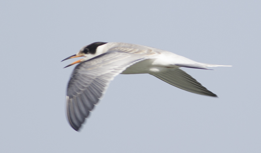 Little Tern