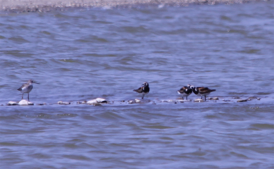 Ruddy Turnstone