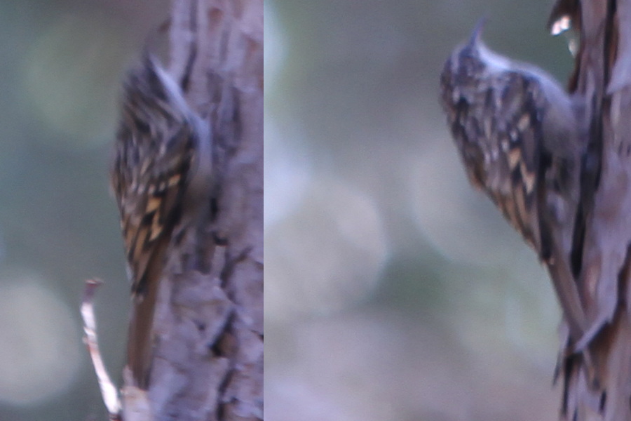 Short-toed Treecreeper