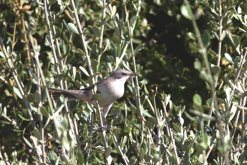 Lesser Whitethroat