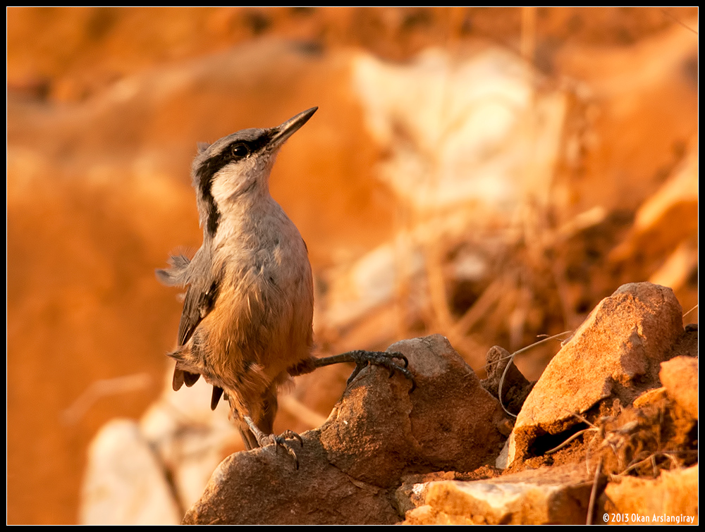 Western Rock Nuthatch