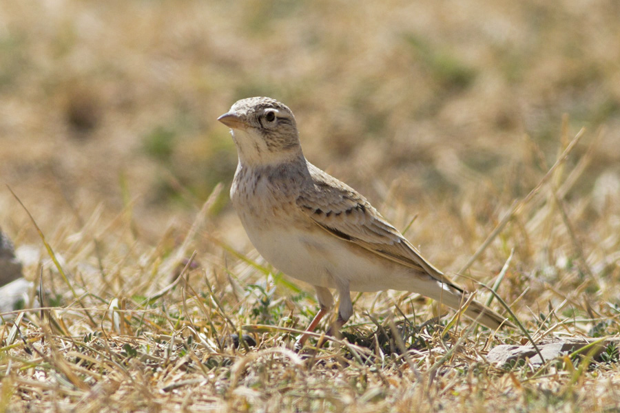 Greater Short-toed Lark