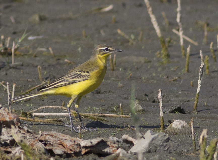 Western Yellow Wagtail