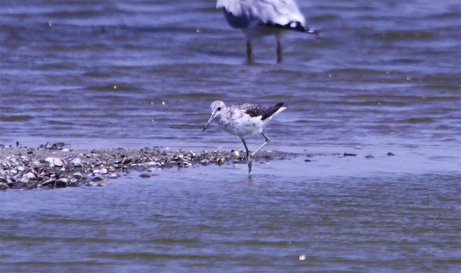 Common Greenshank