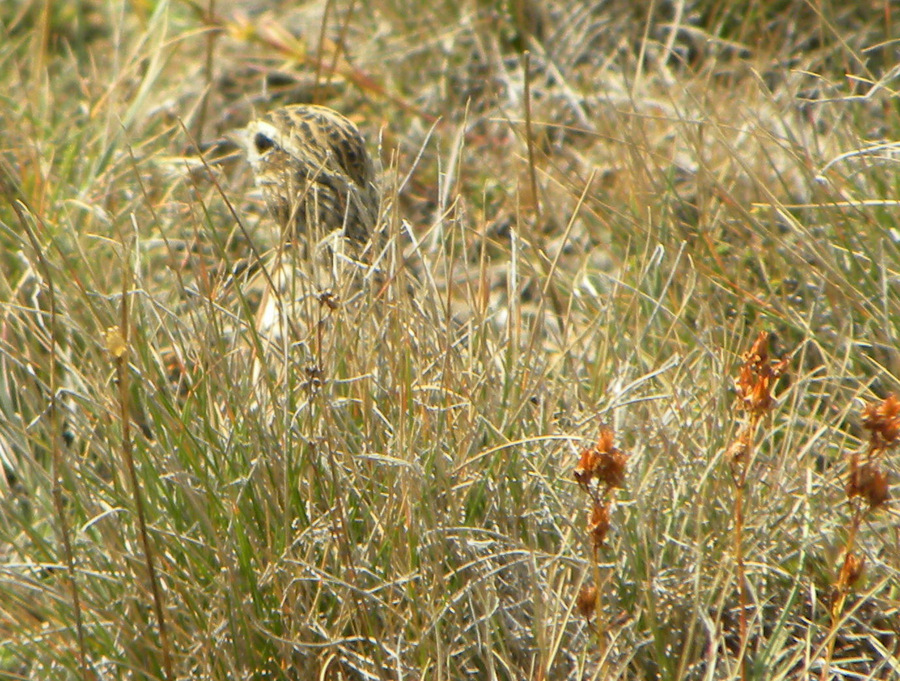 Woodlark