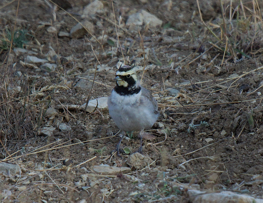 Horned Lark