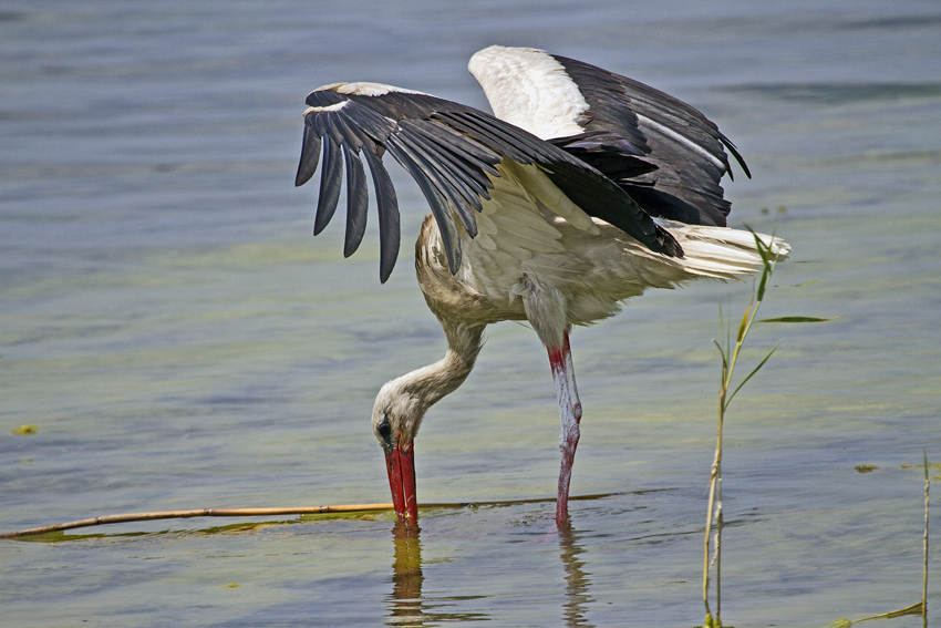 White Stork