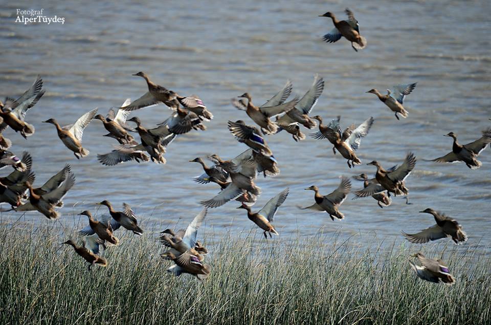 Mallard