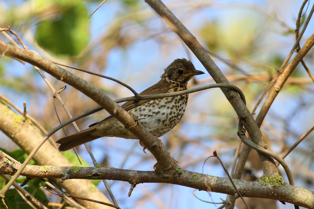 Song Thrush