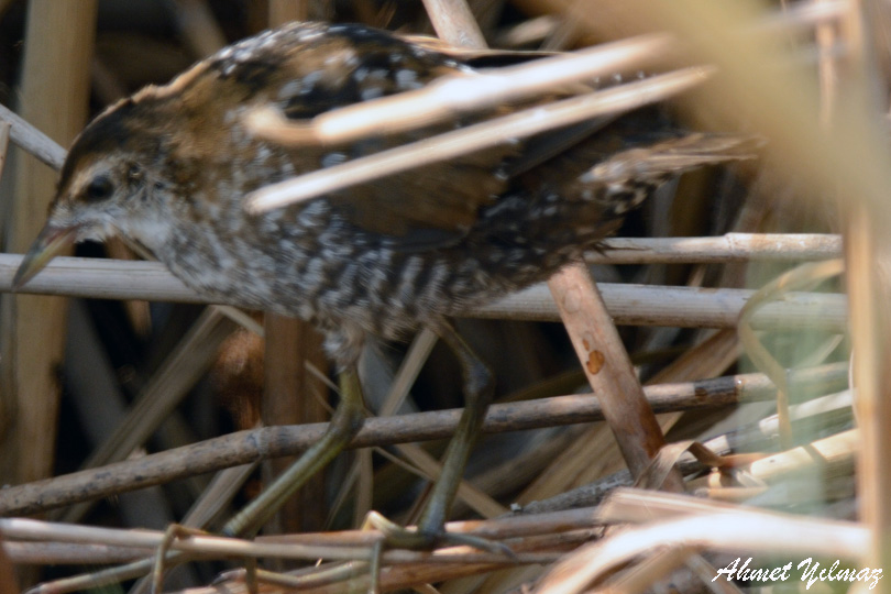 Baillon`s Crake