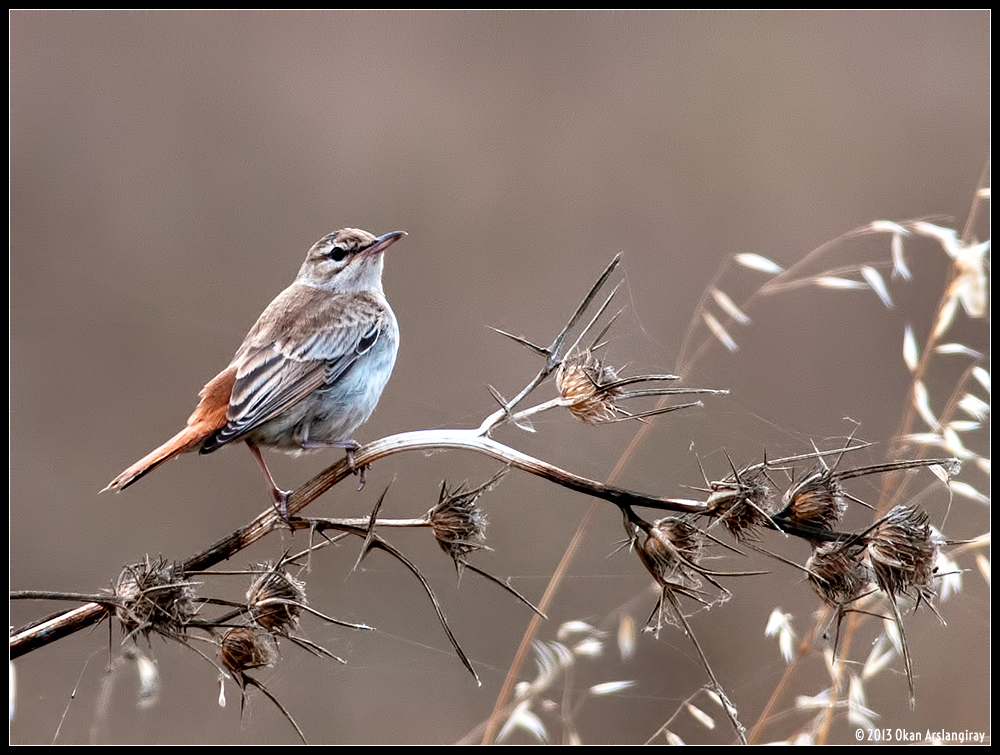 Rufous-tailed Scrub Robin