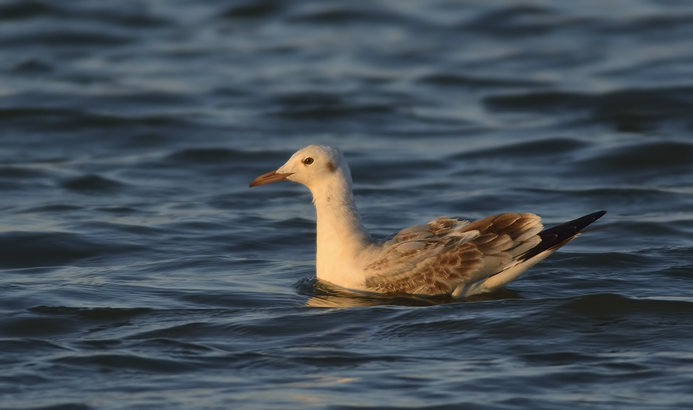 Slender-billed Gull