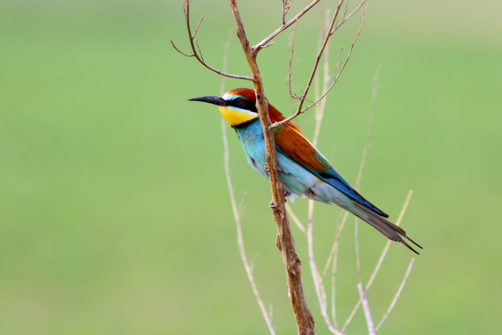 European Bee-eater