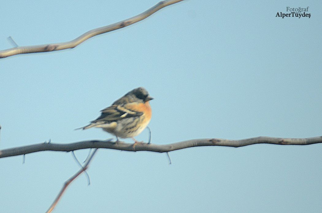 Brambling