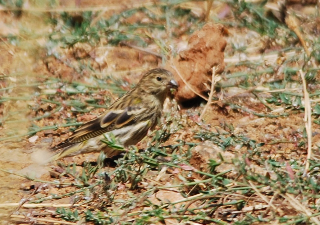 European Serin