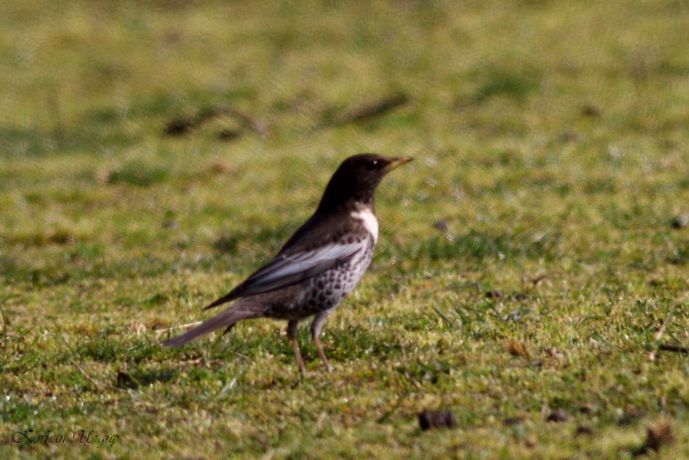 Ring Ouzel