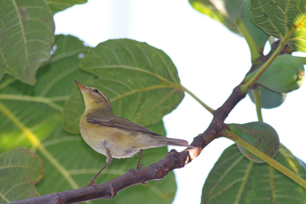 Willow Warbler