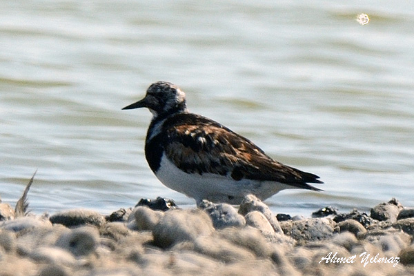 Ruddy Turnstone