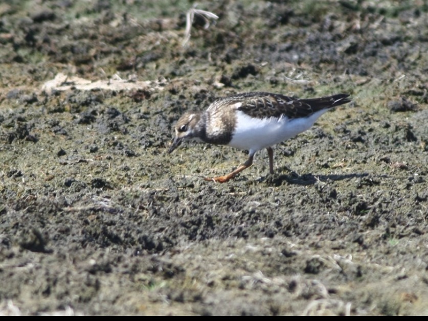 Ruddy Turnstone