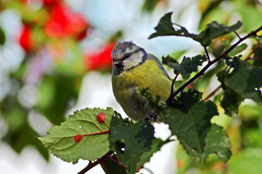 Eurasian Blue Tit
