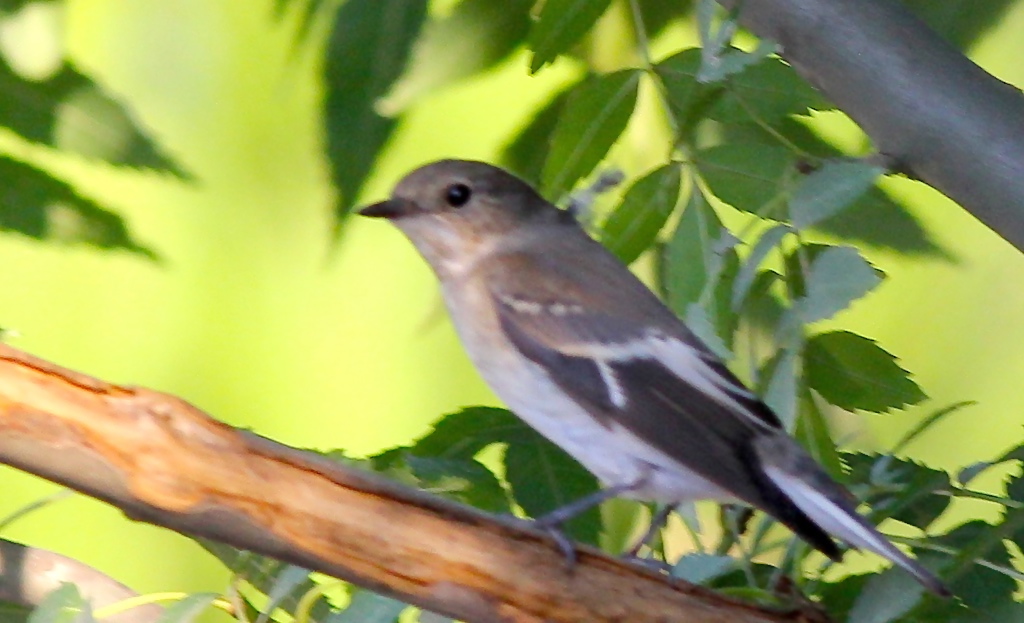 Semicollared Flycatcher