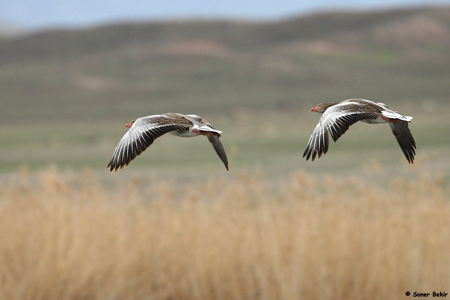 Greylag Goose