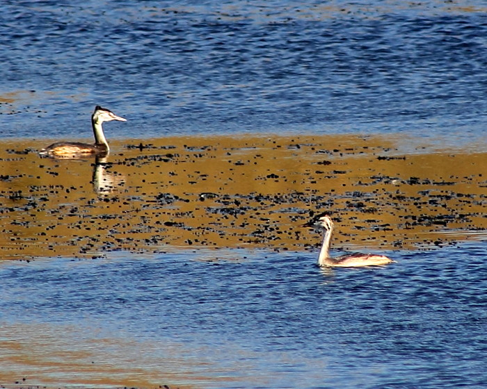 Great Crested Grebe