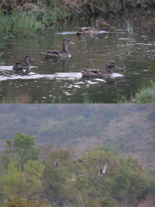 Mallard