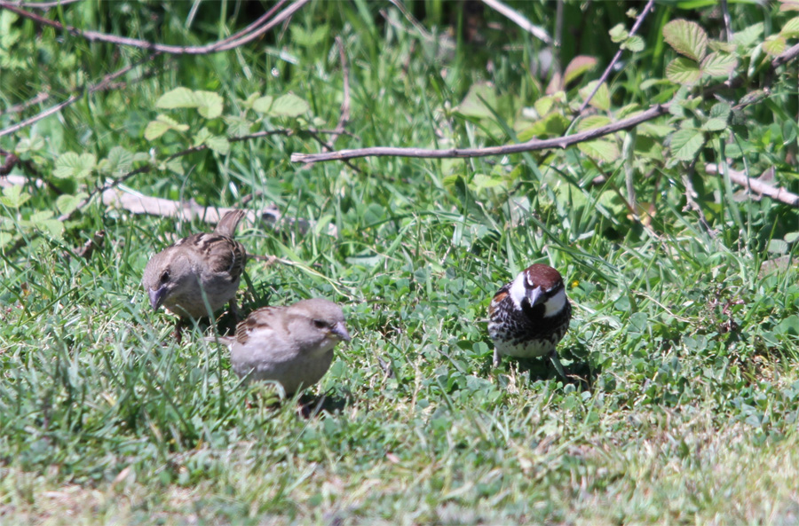 Spanish Sparrow